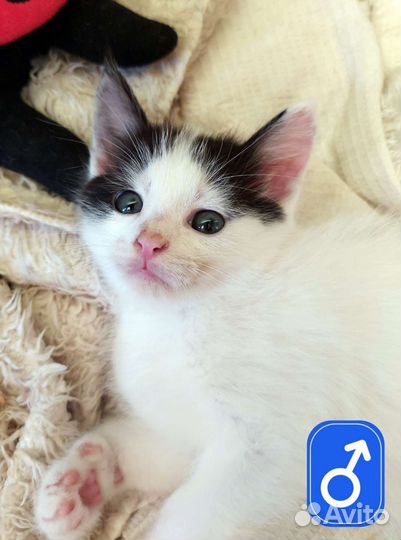 Кот трехцветный