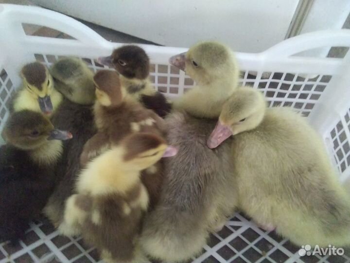 Гусята утята
