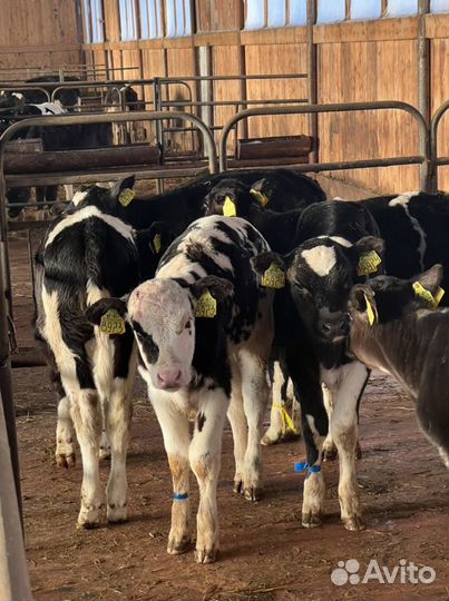 Бычки на откорм