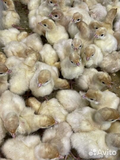 Индюк супер-тяжеловес Конвектор