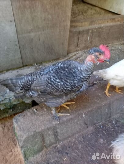 Молодые петухи 4 месяца