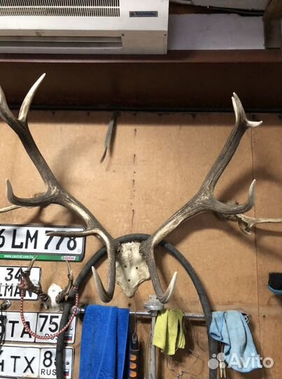 Рога оленя, лось, косуля