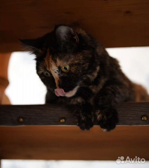 Кошки в добрые руки