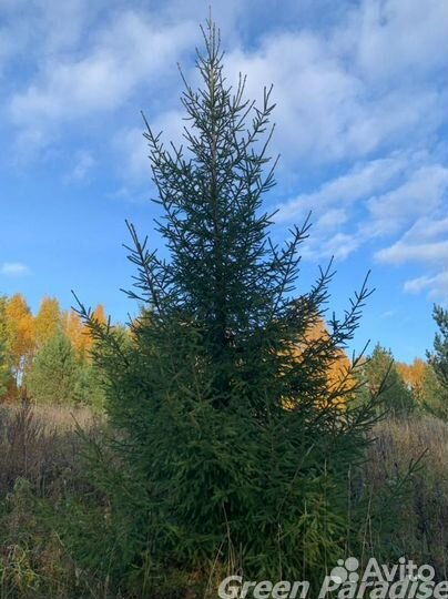 Ель обыкновенная