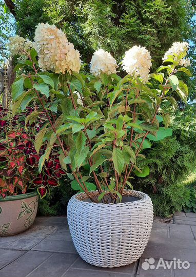 Белое кашпо из ротанга