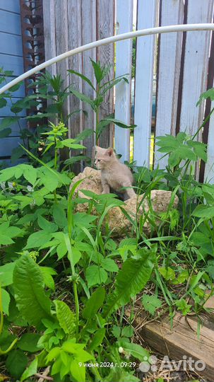 Котята в дар бесплатно