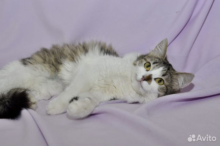 Кошка в дар бесплатно