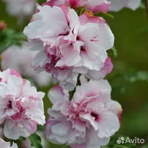 Гибискусы махровые