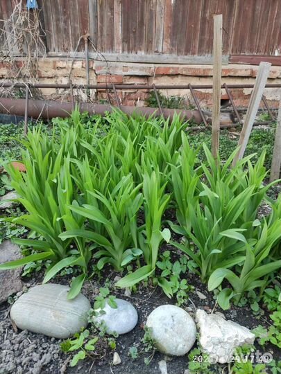 Лилейник. Обмен, продажа