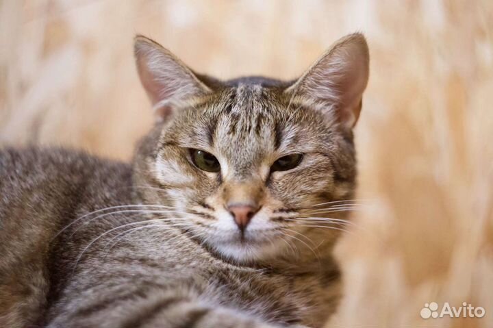 Кошечка Юська