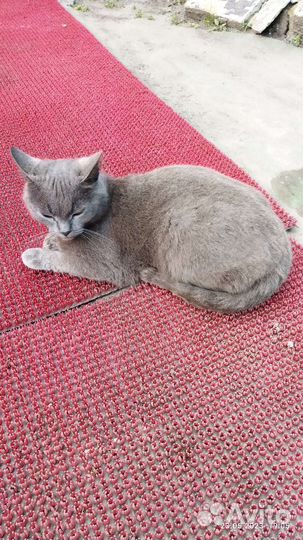 Кошки в добрые руки бесплатно