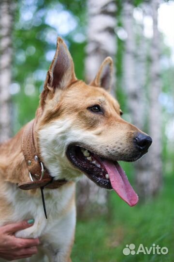 Собаки бесплатно