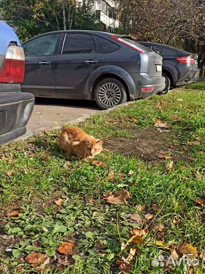 Рыжий котик ищет дом