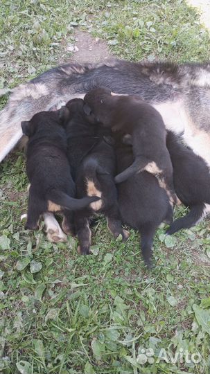 Щенки бесплатно