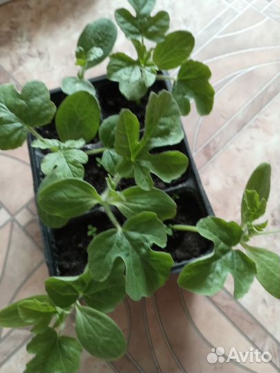 Рассада арбуза