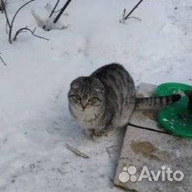 Все о британских кошках: особенности характера, уход и кормление | Блог Petslike