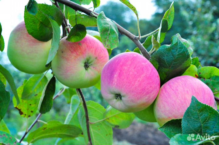 Яблоня Антоновка