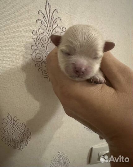 Мальтипу микро f1 Korea бронь чудесные ангелы