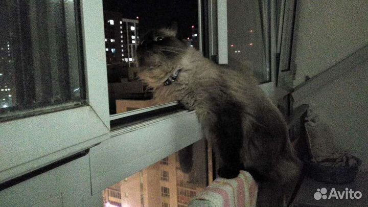 Шерсть от кота для валяния