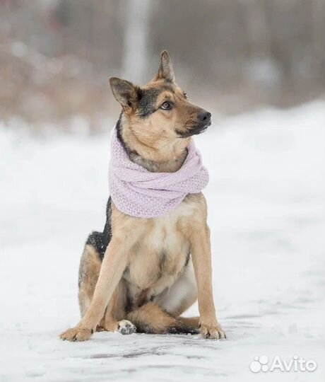 Собака в добрые руки