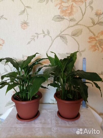 Спатифиллум/хлорофитум