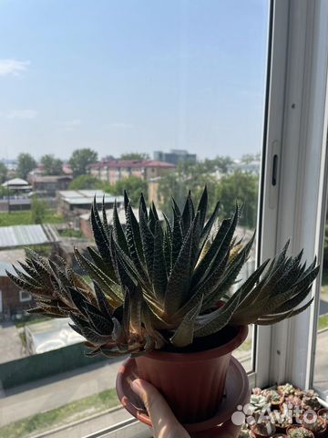 Комнатные растения купить в Иркутске | Товары для дома и дачи | Авито