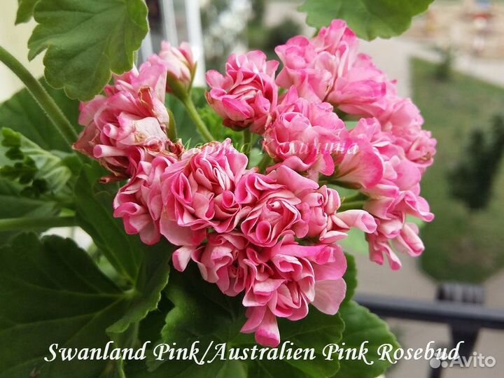 Розебудные пеларгонии