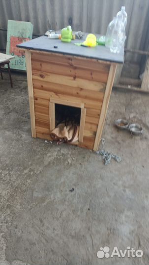 Отдам собаку в добрые руки