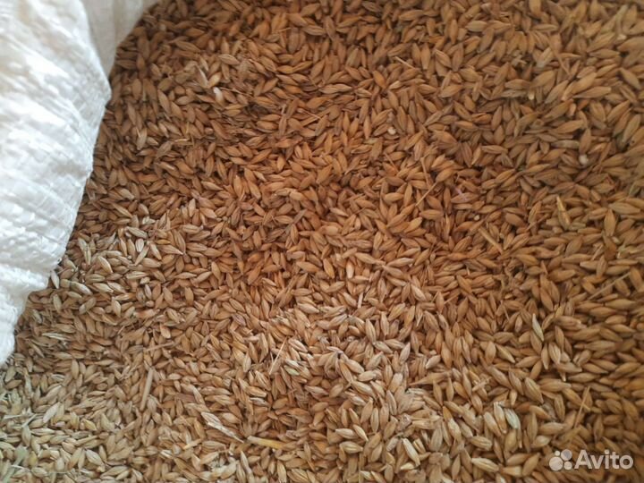 Горох,Пшеница,кукуруза,овёс, ячмень