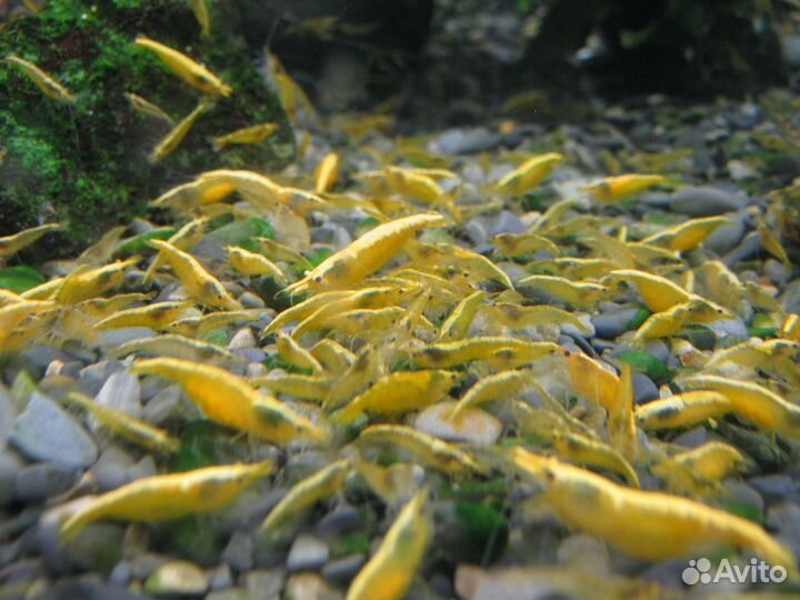 Креветки,растения,Хелены,Отоцинклюс,Попондетта