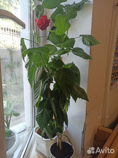 Гибискус китайская роза