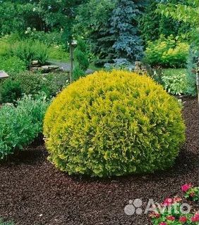 Туя в ассортименте