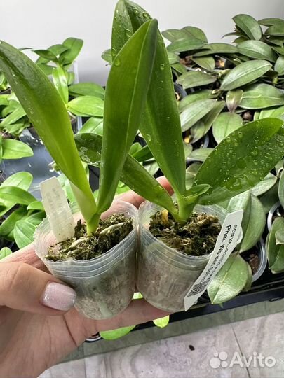 Орхидея фаленопсис бабочка