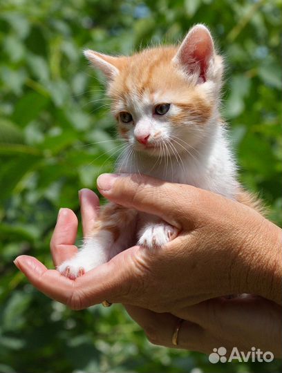 Котята в дар