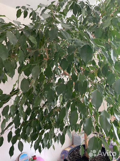 Фикус бенджамина