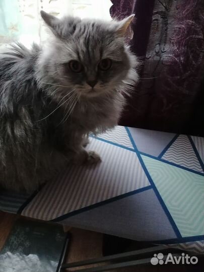 Шотландская кошка