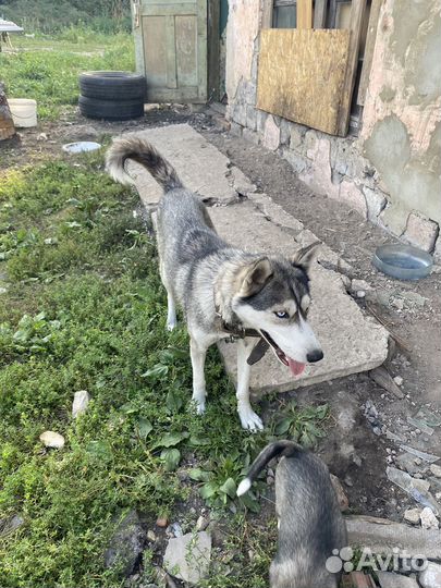 Щенки от хаски