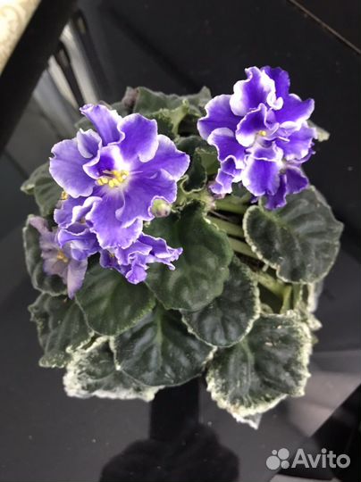 Фиалка сортовая