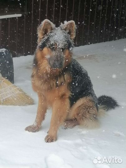 Немецкая овчарка длинношерстная