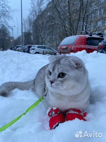 Шотландский кот на вязку