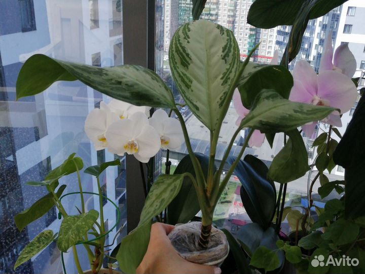 Аглаонема Silver bay Филодендрон Gigantum var