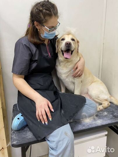 Грумер. Стрижка собак и кошек