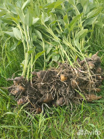 Топинамбур на посадку