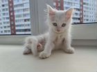 Белый котёнок в добрые руки объявление продам