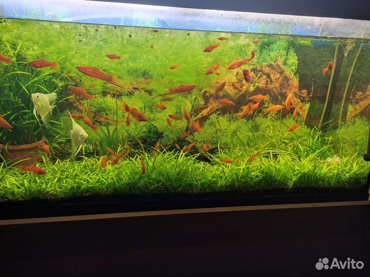 Валлиснерия спиральная,сагиттария (почвопокровка)