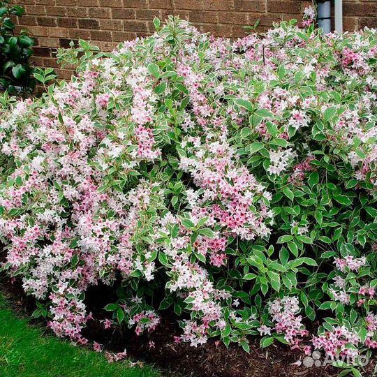 Вейгела Нана варигата