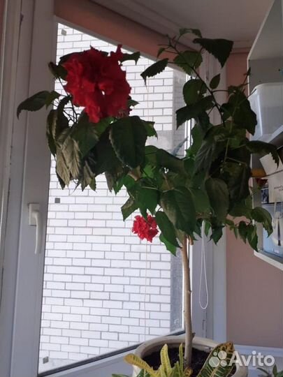 Комнатные цветы