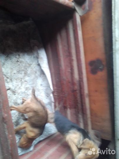 Щенки русской гончей 3 тыс