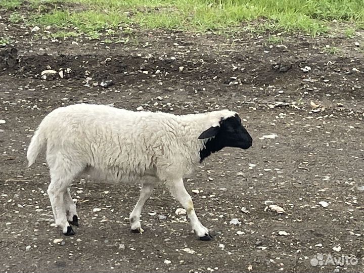Бараны дорпер