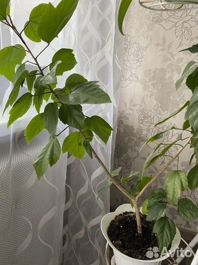 Комнатные цветы